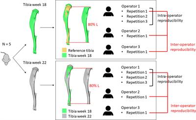 Reproducibility of Densitometric and Biomechanical Assessment of the Mouse Tibia From In Vivo Micro-CT Images